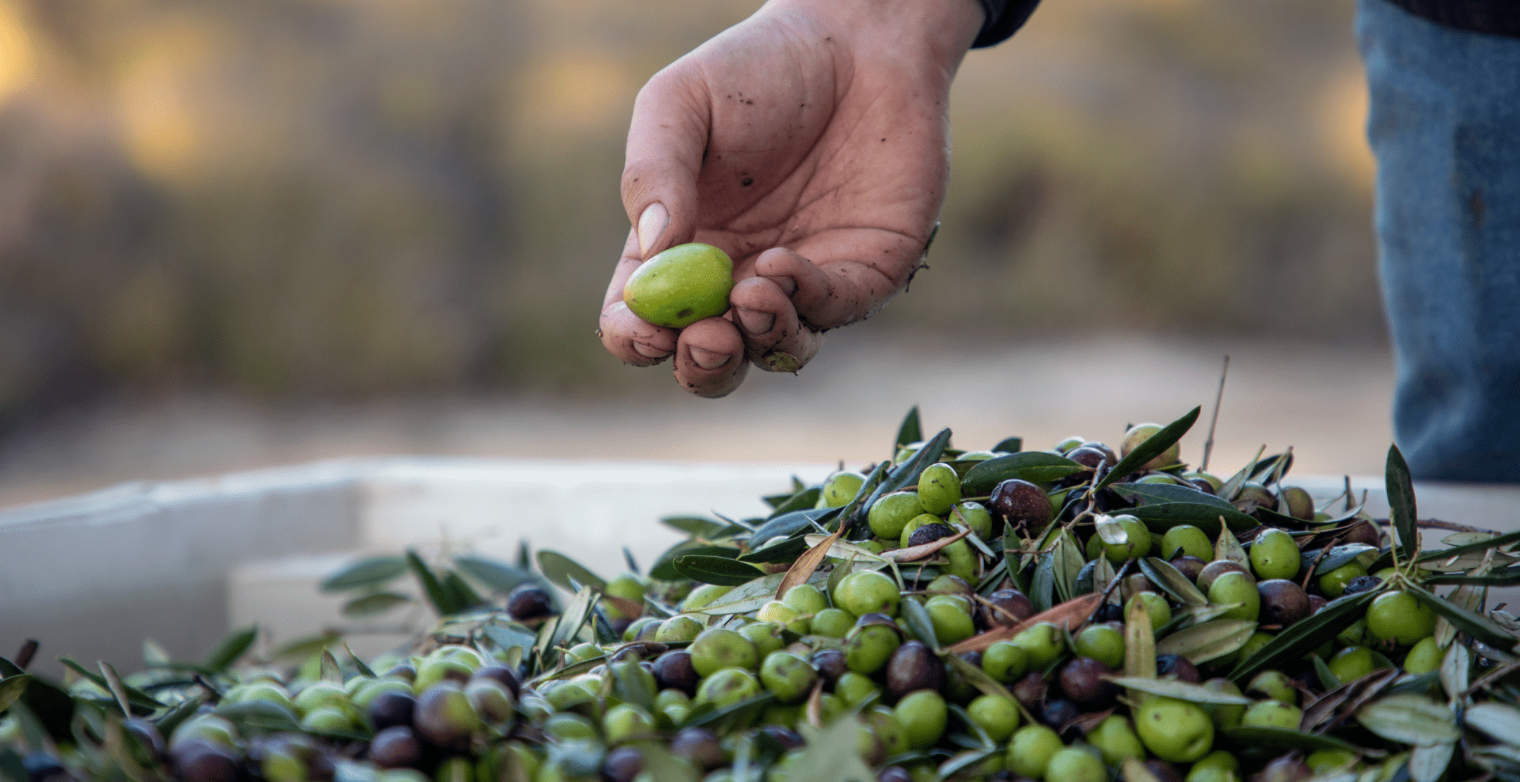 pure Zayteen olive in hand. showing purity and freshness